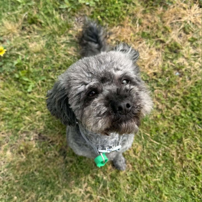 Photo of Dusty