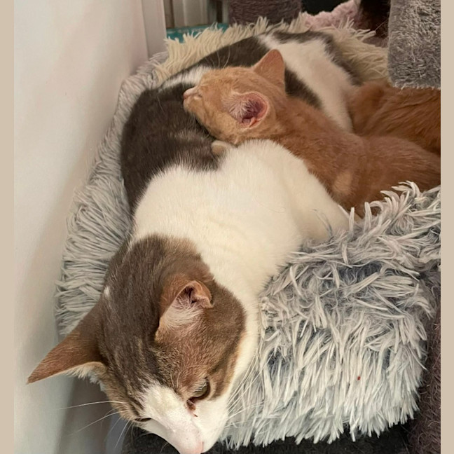 Photo of Simba   In Foster Care In Bentleigh East