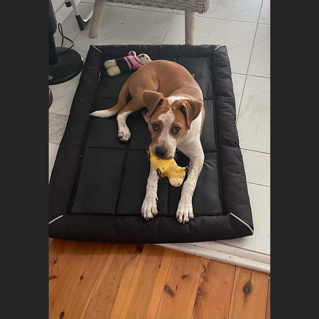 Photo of Nugget   5 Month Old Staffy X