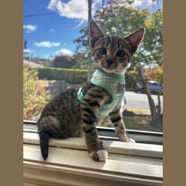 Photo of Bowie