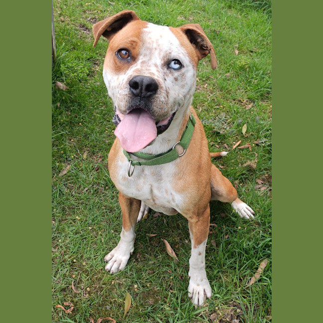 Photo of Brutus