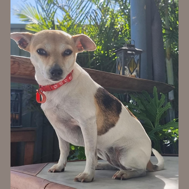 Photo of Daisy & Spot