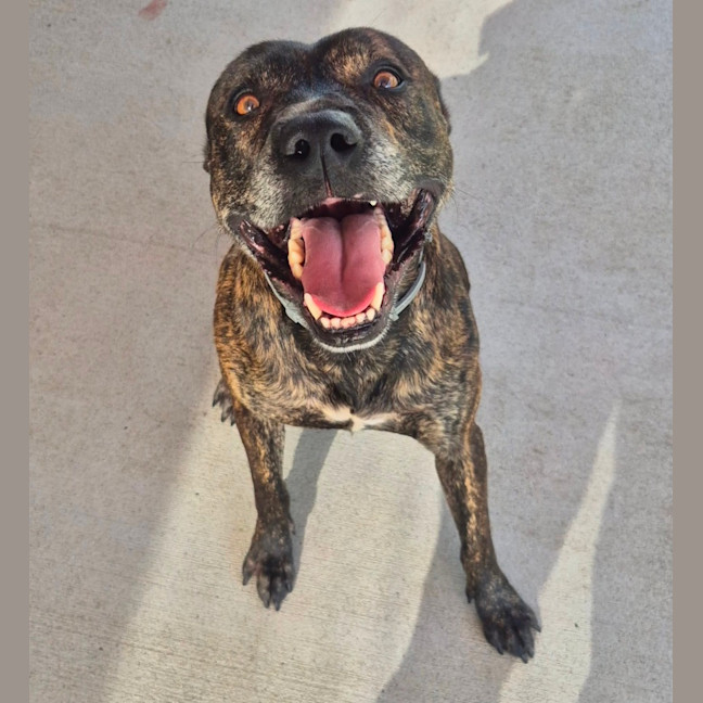 Photo of Chase (8999)