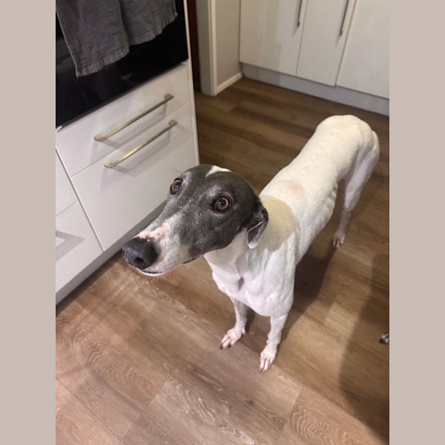 Photo of Lucy   4 Year Old Greyhound
