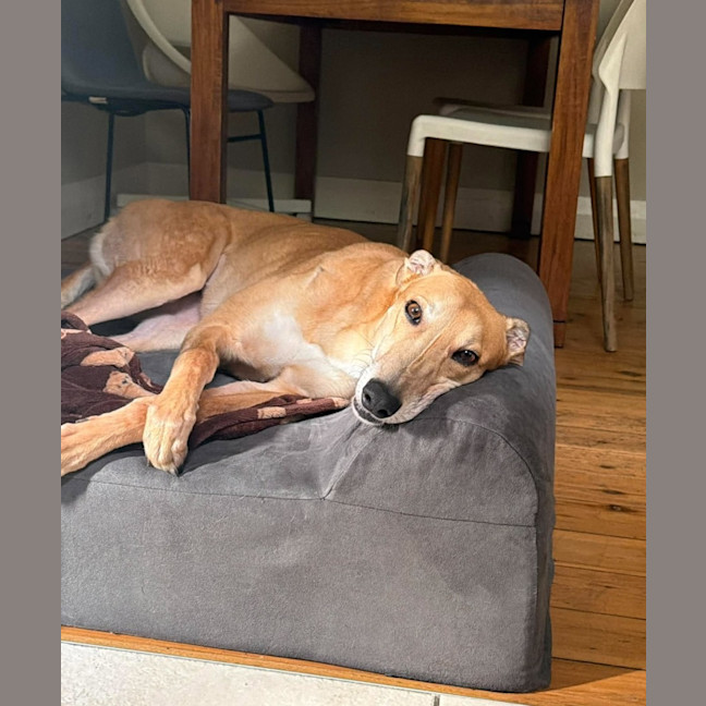 Photo of Willow, The Greyhound