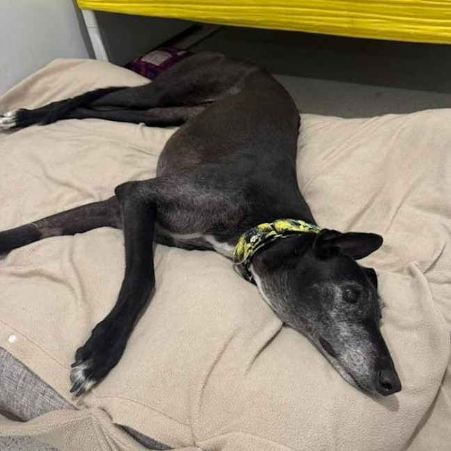 Photo of Ellery The Greyhound
