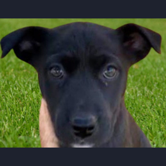 Photo of Tina ~ 8 Week Old Border Collie X Puppy