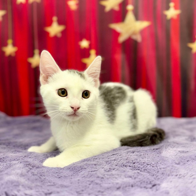 Photo of Bruce   Located In Blackburn North