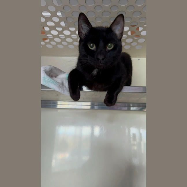 Photo of Cindo   4 Year Old Domestic Short Hair