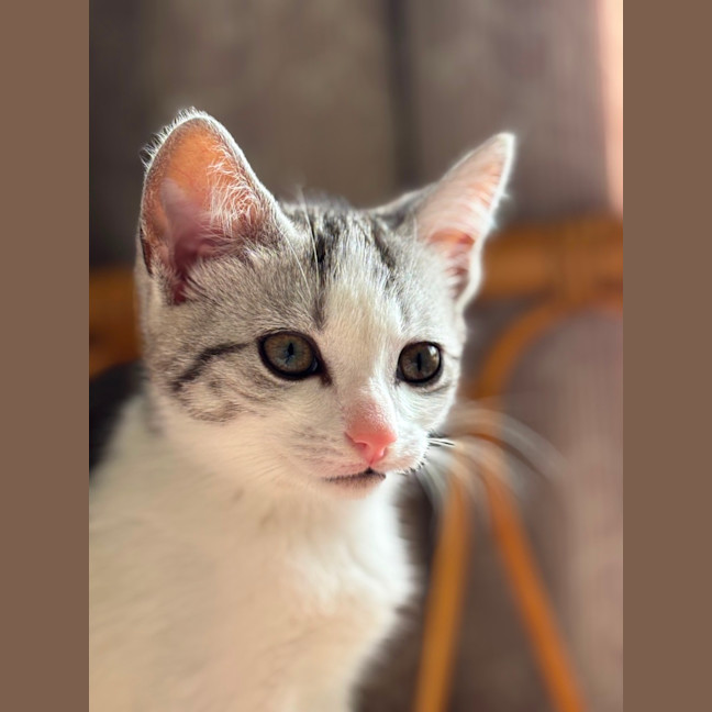 Photo of 🐾 Alba 🐾