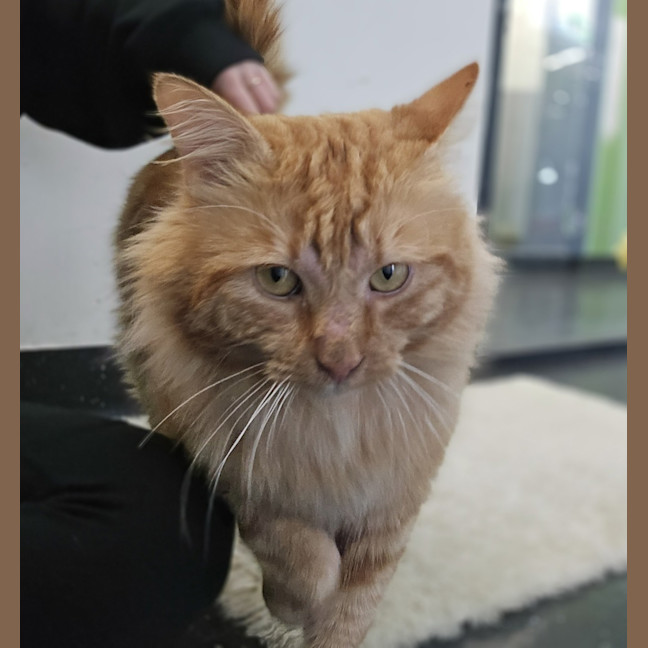 Photo of Comet