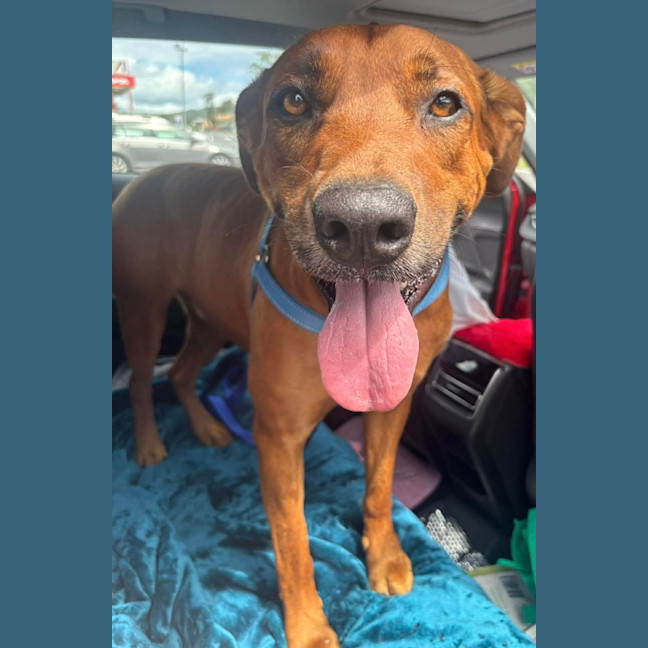 Photo of Bear   5 Year Old Ridgeback