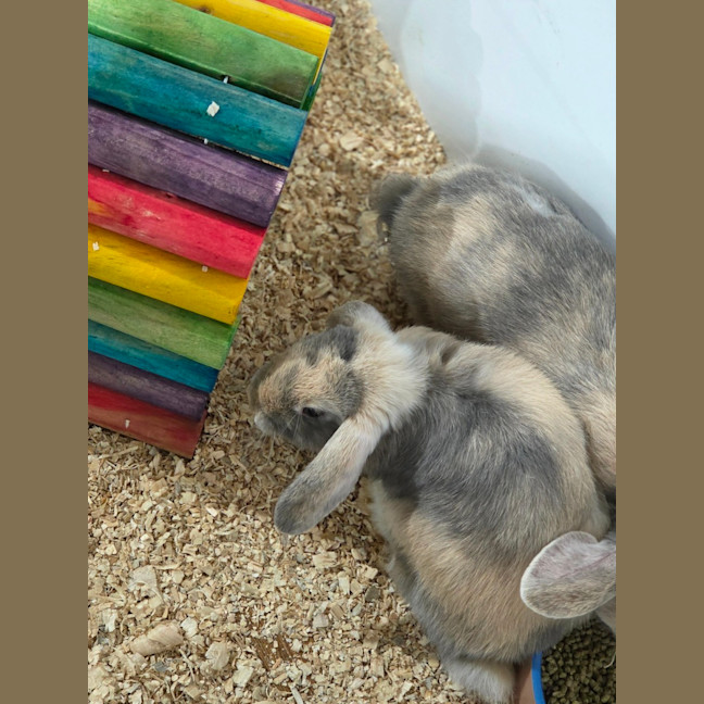Photo of Qutie & Quince