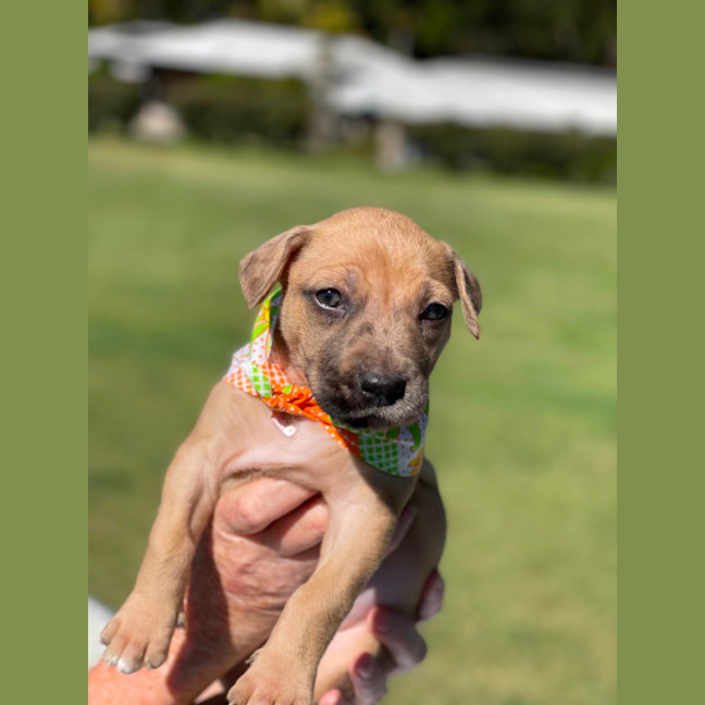 Photo of Fawn
