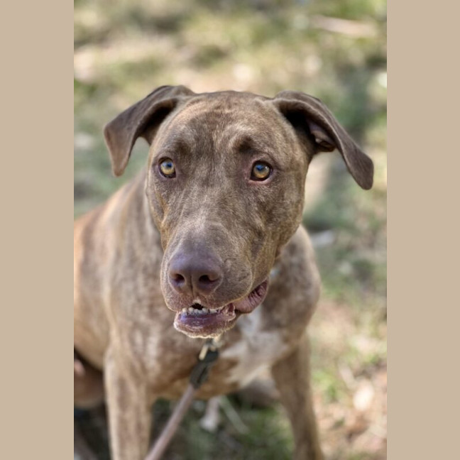 Photo of Scooby