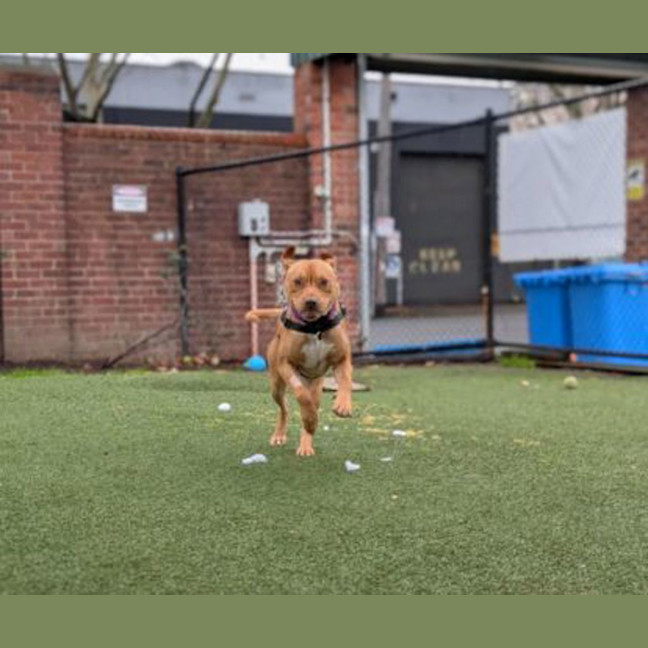 Photo of Rosco