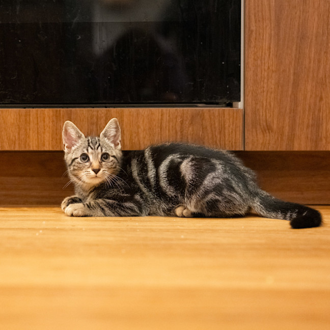 Photo of Nugget