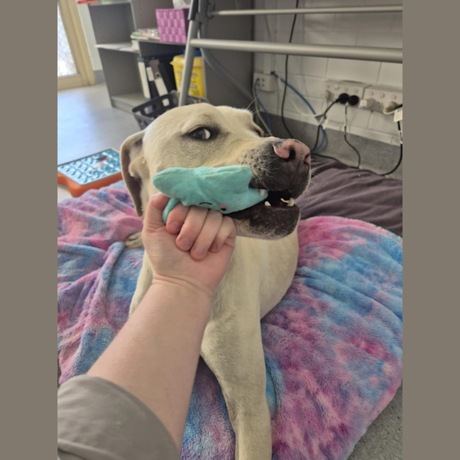 Photo of Ranger! ☮️🕊