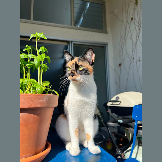 Photo of Tsuki   7 Month Old Domestic Short Hair