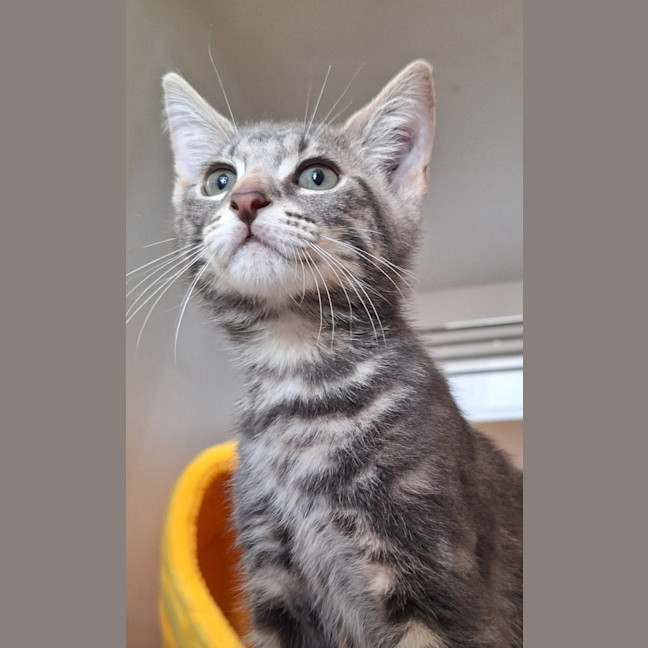 Photo of Chupa Chup*Available At Pet Stock Kingsford*