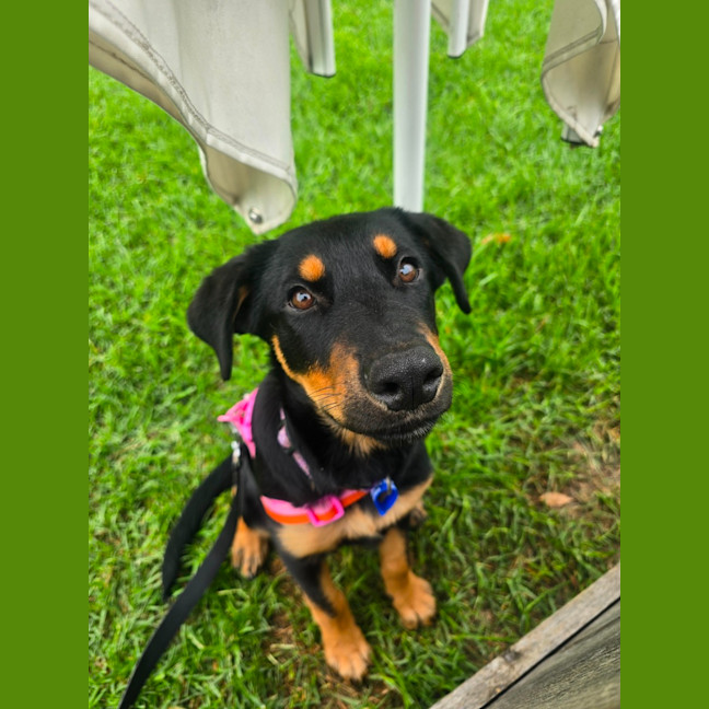 Photo of Gracie   4 Month Old Rottweiler X Shepherd 
