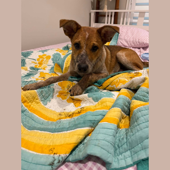 Photo of Banjo
