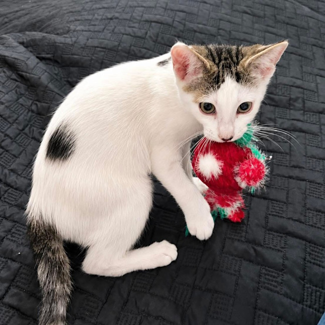 Photo of 13639   Ophelia