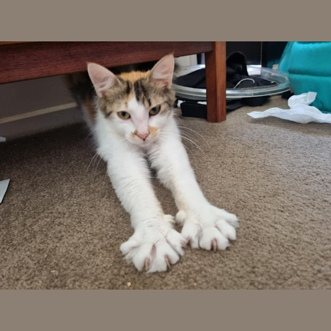 Photo of Amberlee **2nd Chance Cat Rescue**