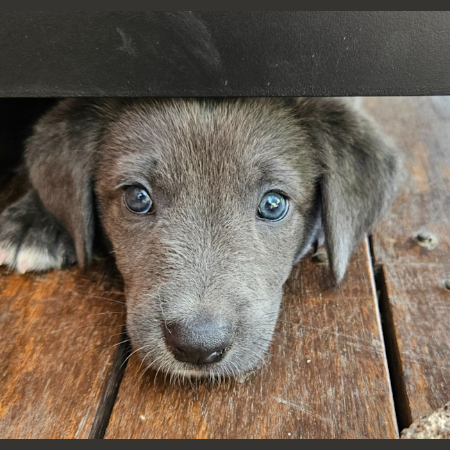 Photo of Toddles 