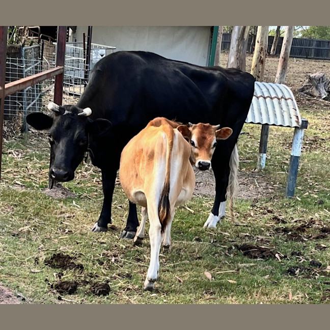 Photo of Evie And Donkey