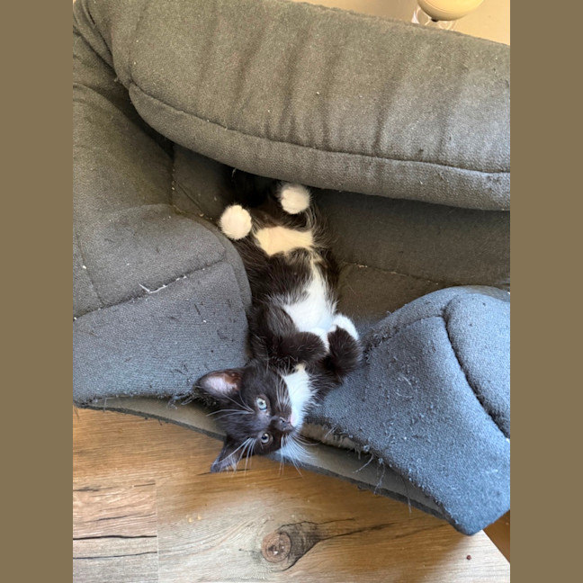 Photo of Fauna Meet Me At Petstock Chelsea