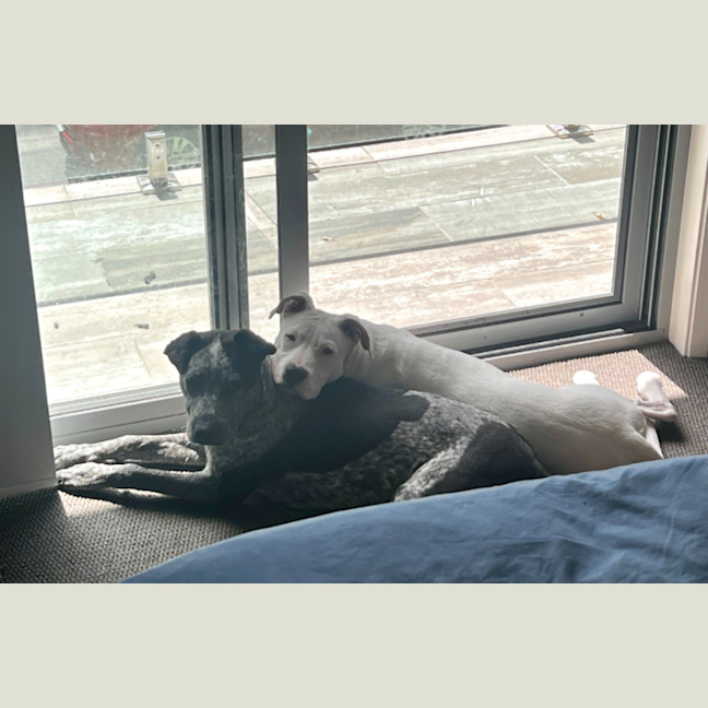 Photo of Maverick   9 Month Old Cattle Dog X (Trial)