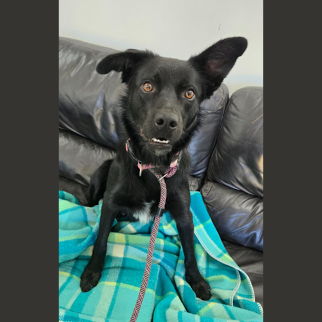 Photo of Seeker