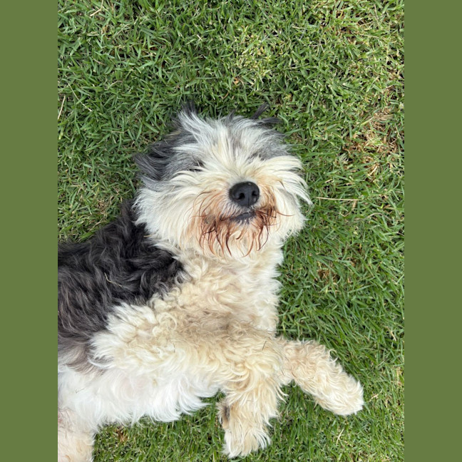 Photo of Buddy