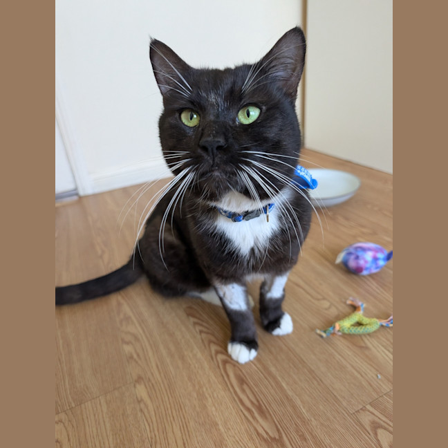 Photo of Guinness