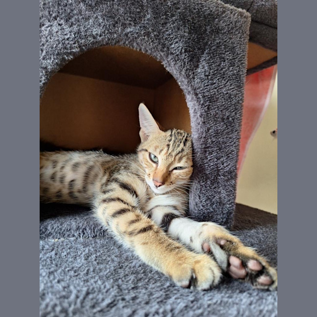 Photo of Peanut