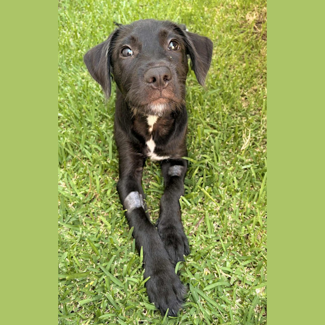 Photo of Petey