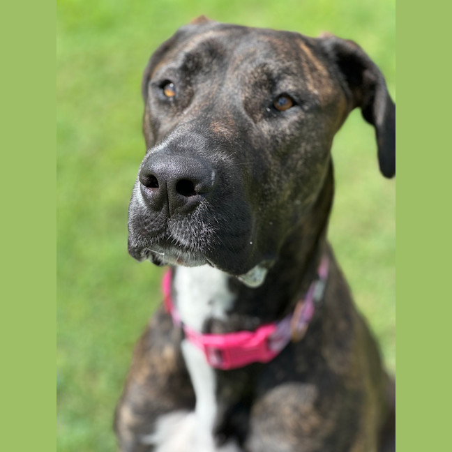 Photo of Tipsy