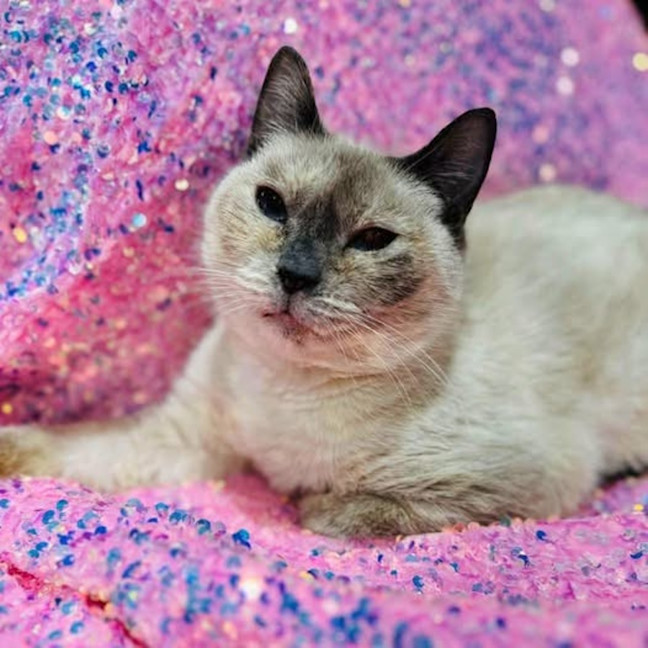 Photo of 12128   Loopsy