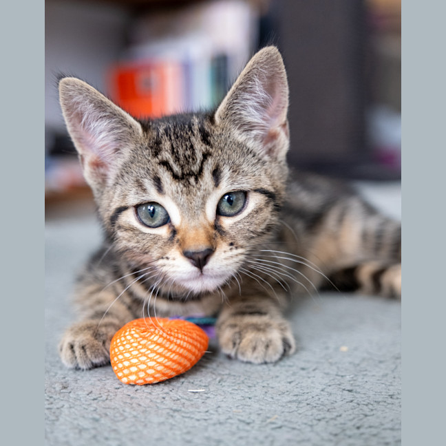 Photo of Misty
