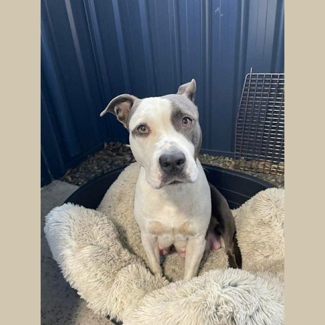 Photo of Sasha   4 Year Old American Staffy