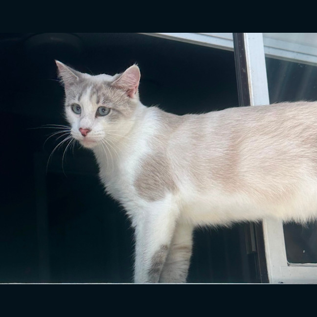 Photo of Ophelia