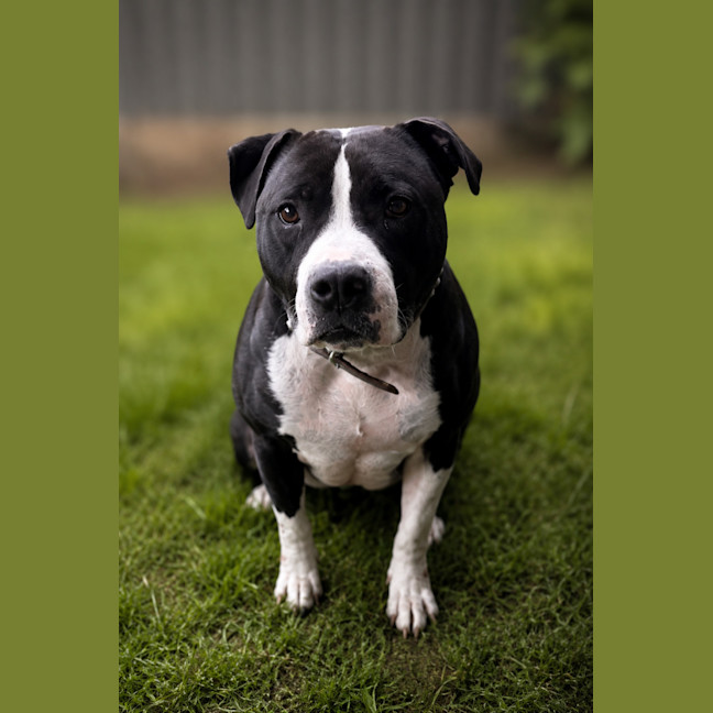 Photo of Maverick