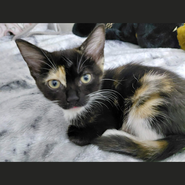 Photo of Whippy