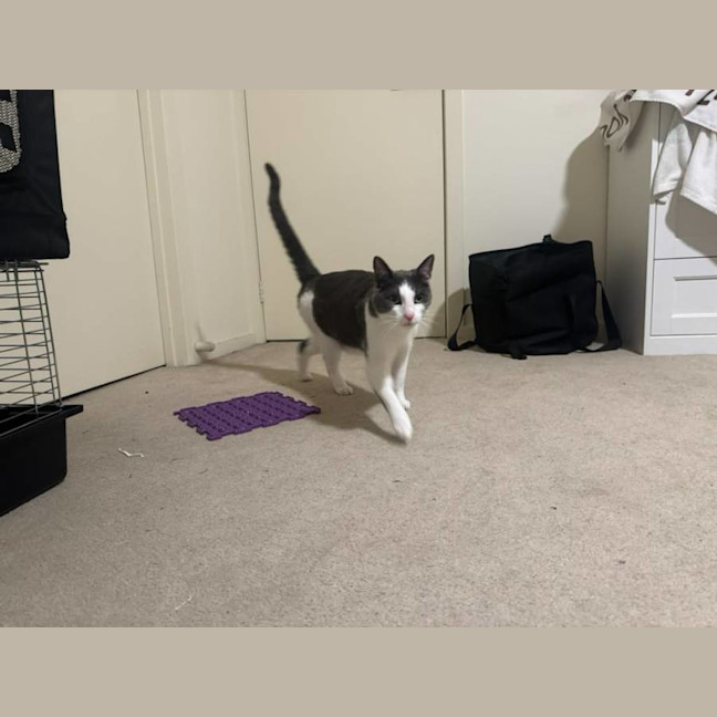 Photo of Felix The Cat!