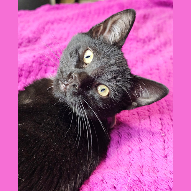 Photo of Cookie