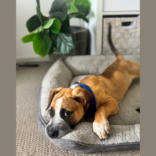 Photo of Oscar   10 Week Old Cattle Dog X Mastiff (Trial)