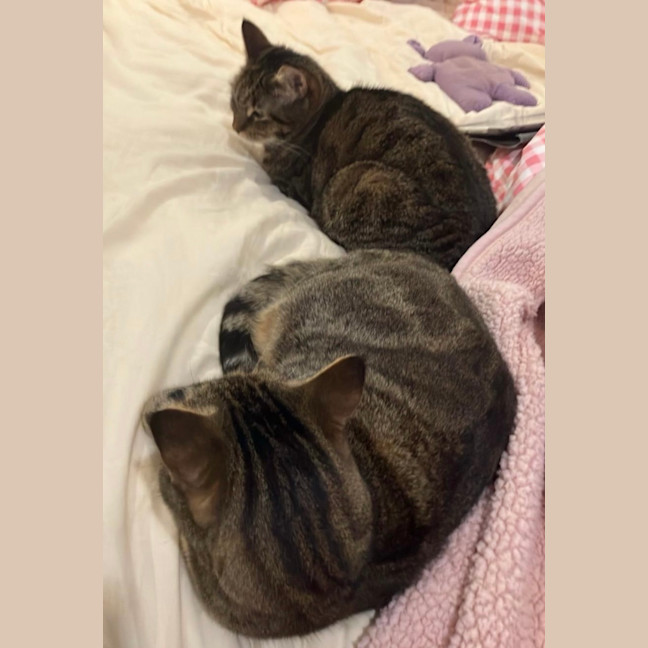 Photo of Daisy & Lilach 