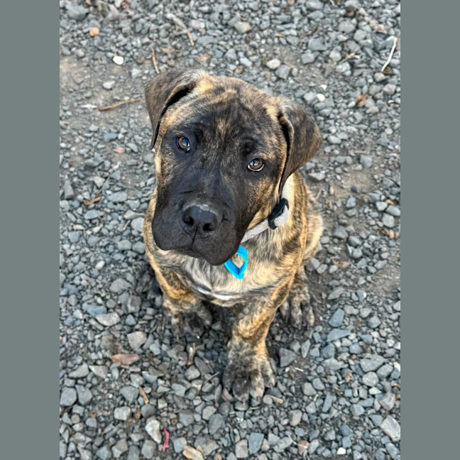 Photo of Banjo