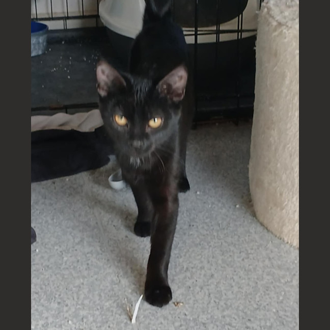 Photo of Raven * 9 Lives Project Rescue*